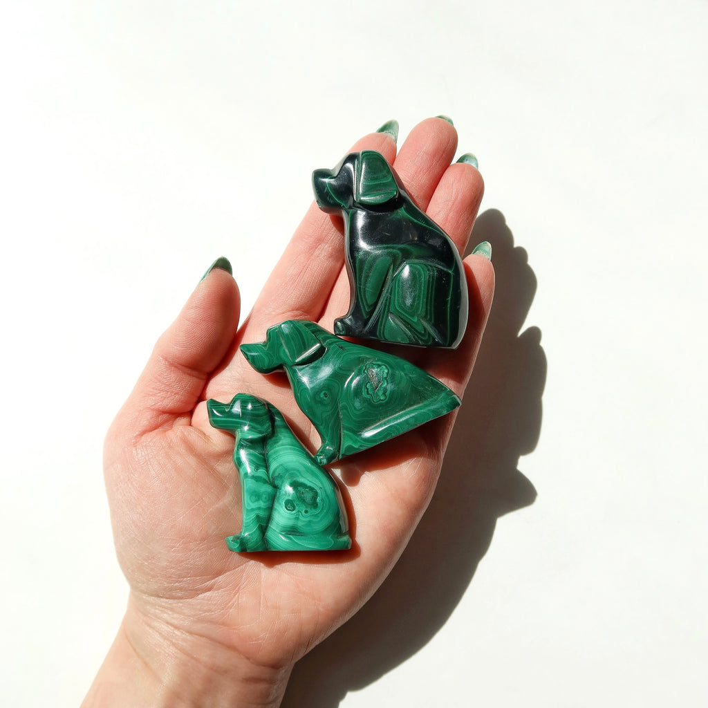 Malachite Dog