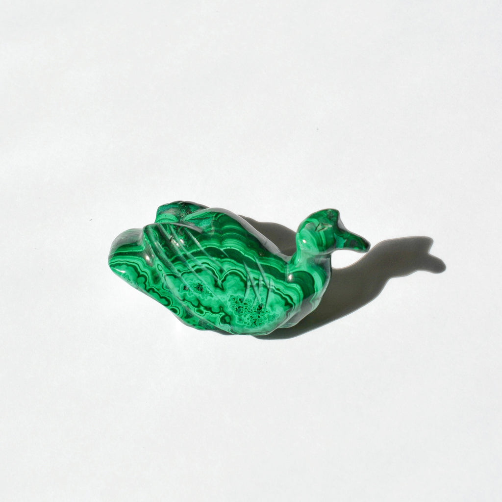 Malachite Duck
