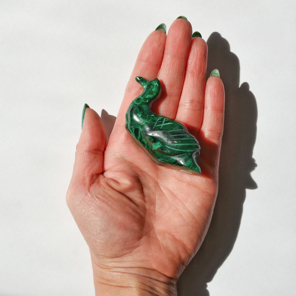 Malachite Duck