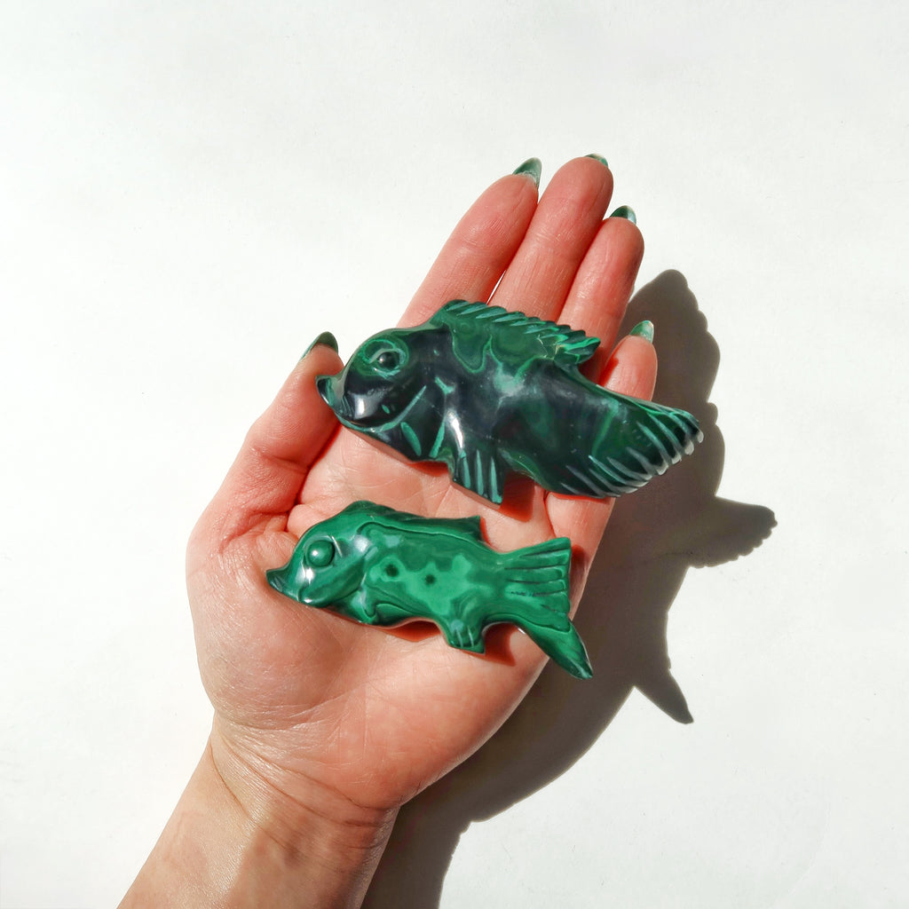 Malachite Fish
