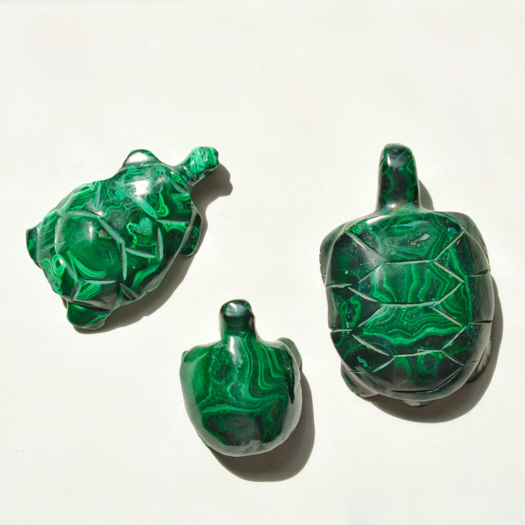 Malachite Turtle
